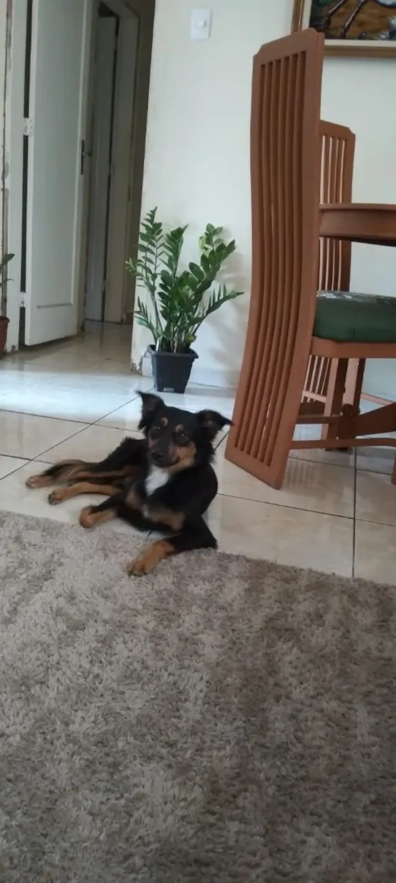 Tô Doando esse cachorro