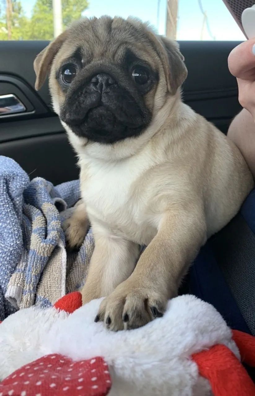 Pug Filhote Alegre e Vacinado