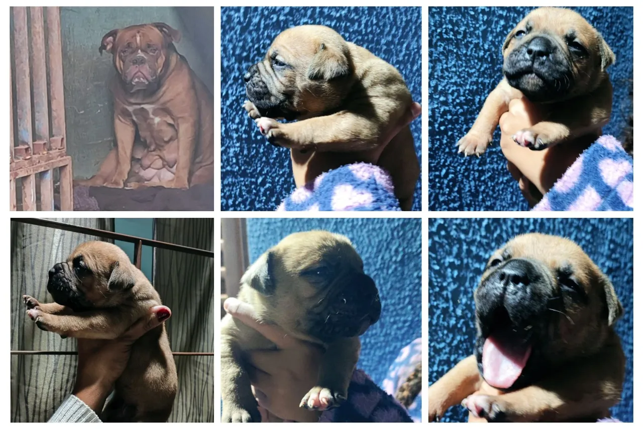Filhotes de Bulldog americano - Lindo e Saudável!