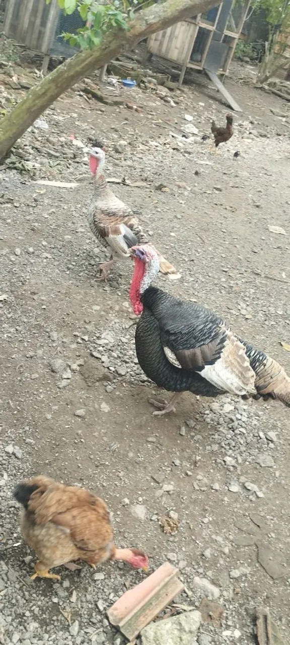 Casal de Perus