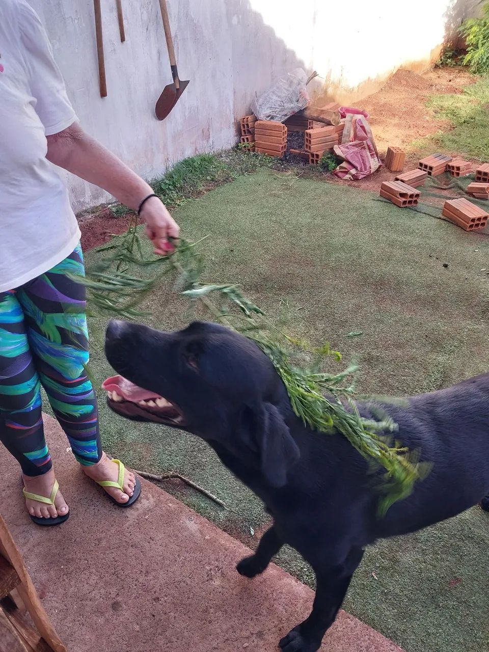 Cão Preto Adorável para Adoção - Foto 3