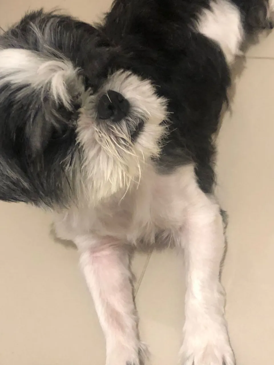 Shih Tzu para adoção