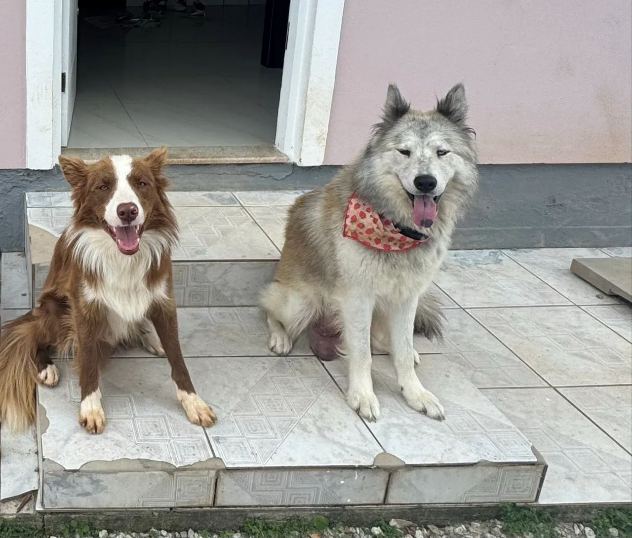Vendo filhote de husky com border collie  - Foto 5