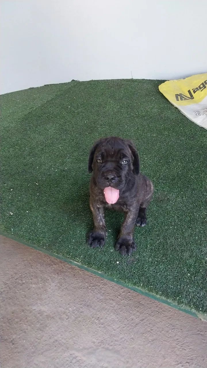 Filhote de Cane Corso