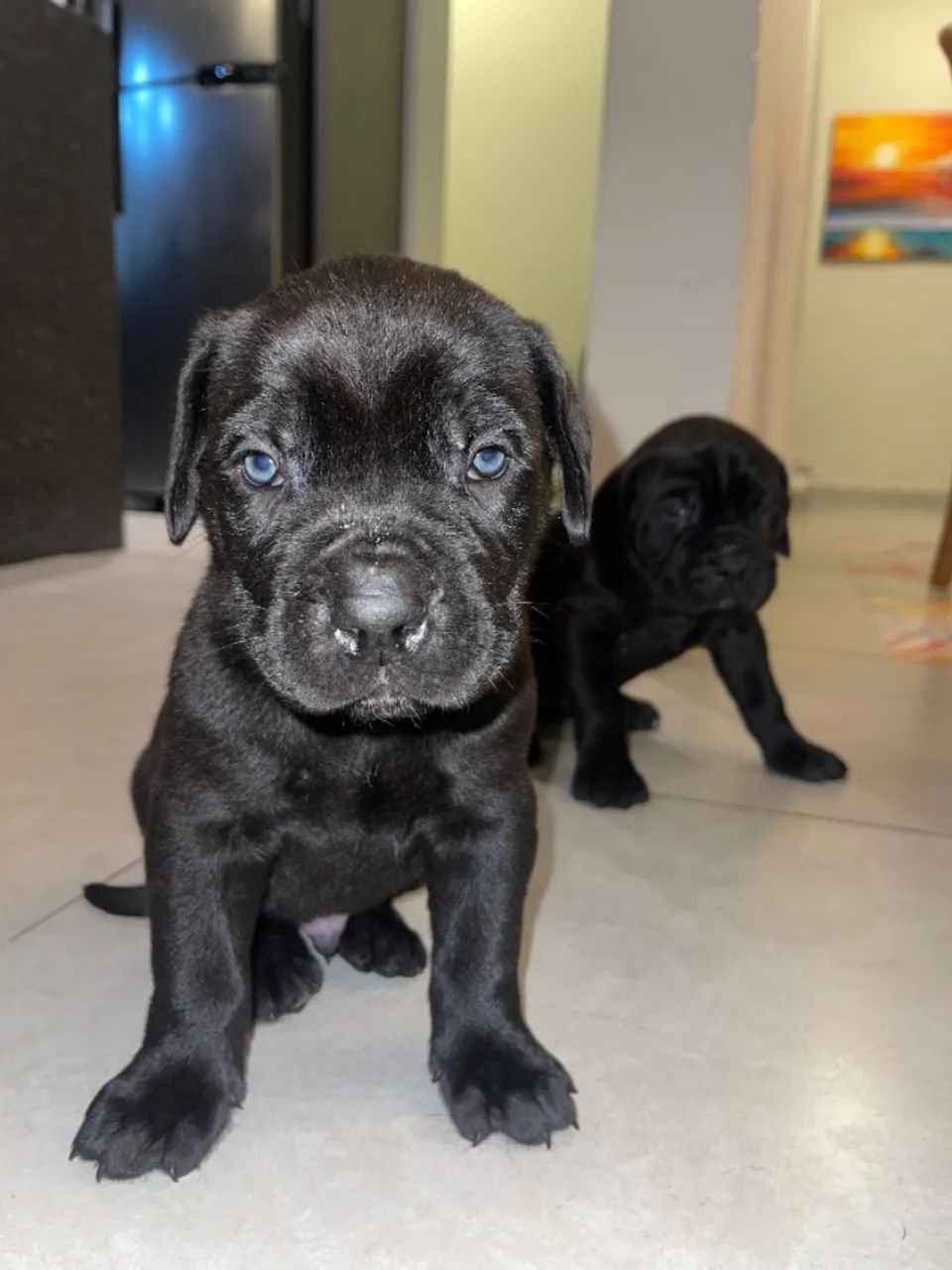 Filhotes de Cane Corso Cachorros Santana, Porto Alegre