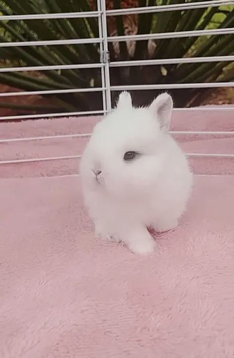 Coelho anão Netherland dwarf  - Foto 3