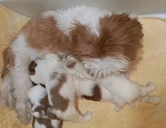 Até 10 x no Cartão de crédito. Filhotes de Shitzus puros machos e fêmeas.  - Foto 2