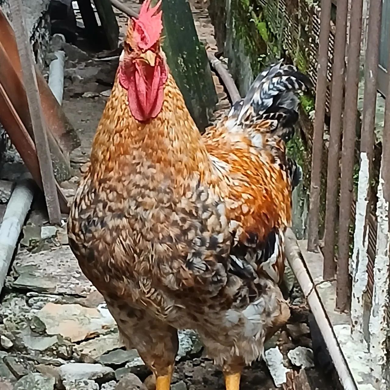 Frango bonito á venda - Foto 2