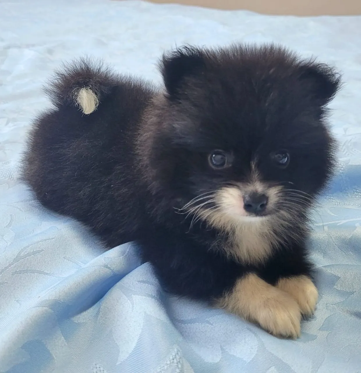 Filhote de Spitz Alemão (Lulu da Pomerânia) disponível!