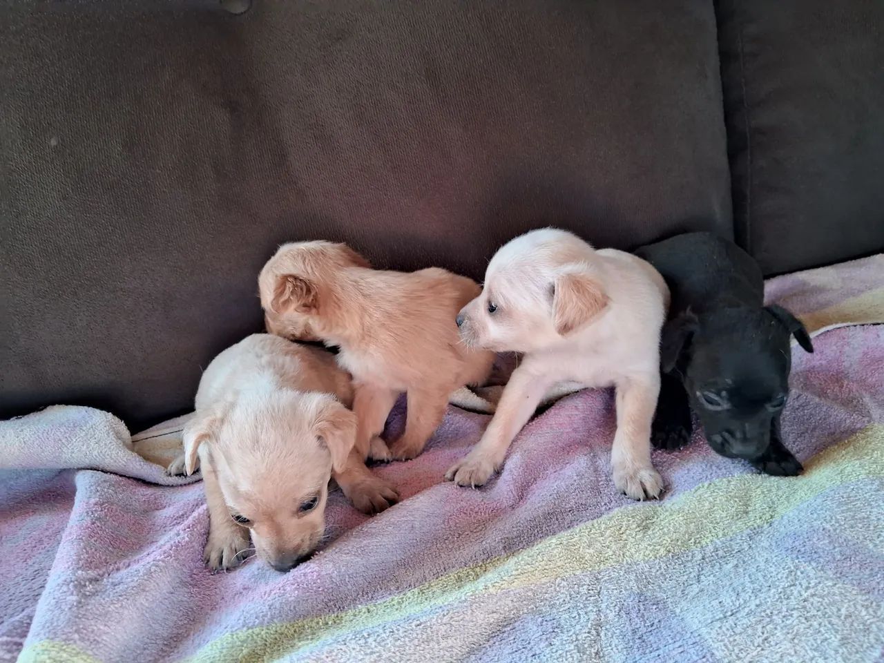 Lindos filhotinhos de pinscher o - Foto 2