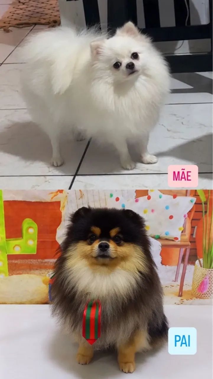 Filhotes de Spitz Alemão  - Foto 3