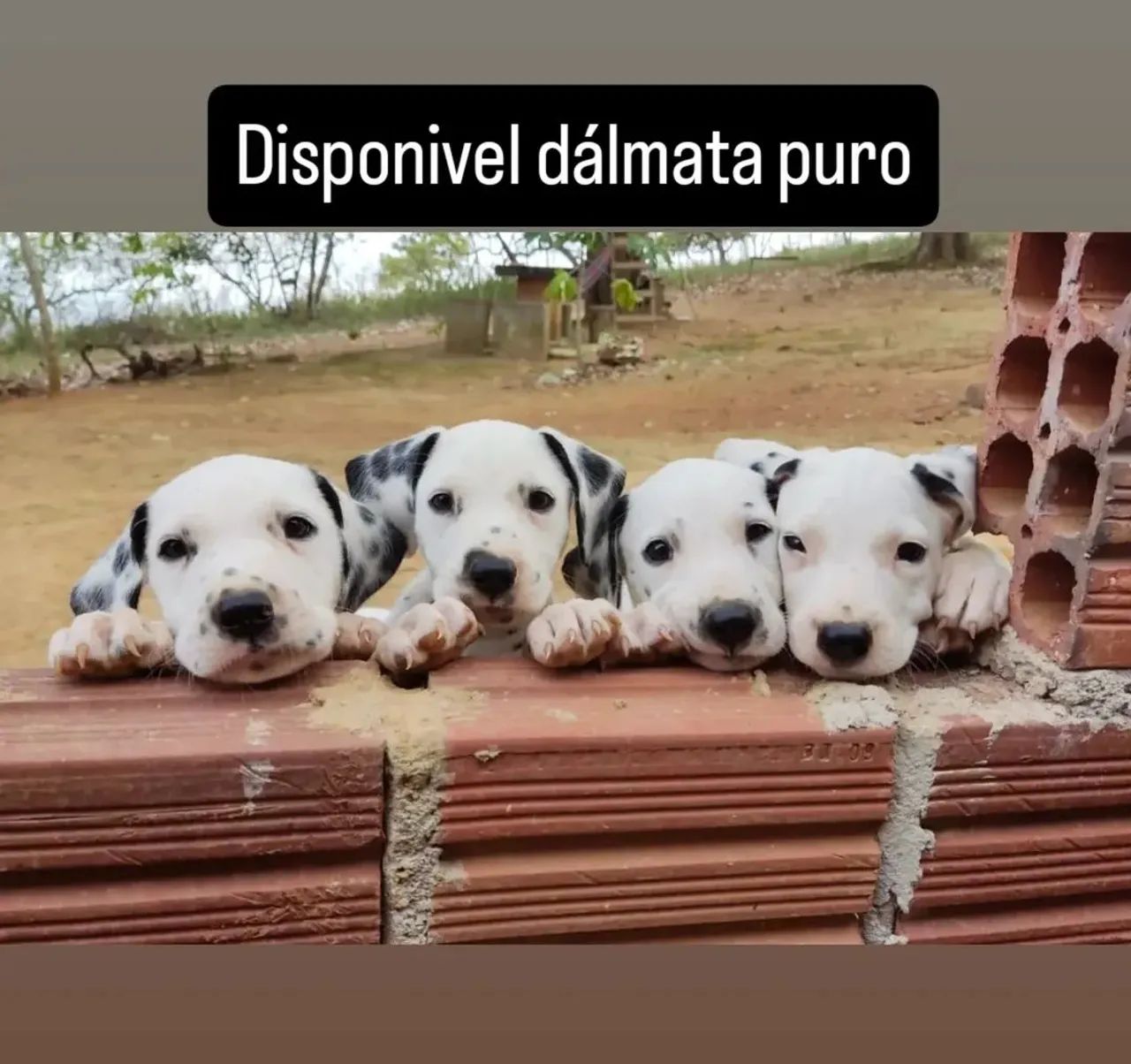 Filhotes Dálmata