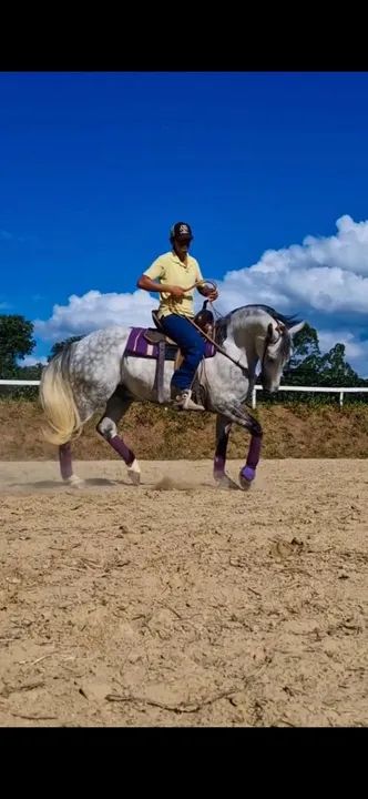 Cavalo criolo registrado  - Foto 2