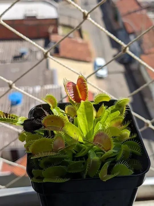 Planta Carnívora Dionéia - Foto 4