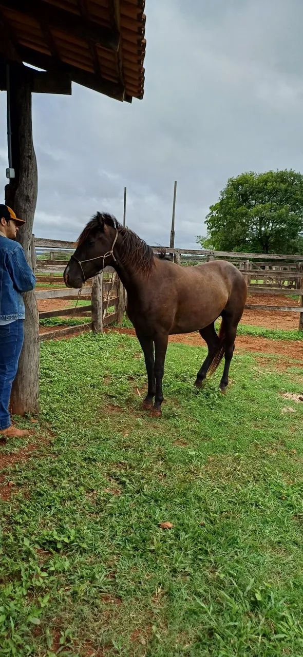 Potra meio Sangue Criola - Foto 5