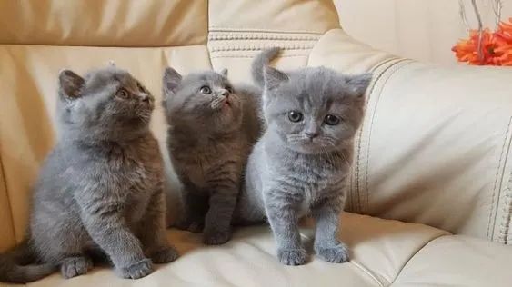 A Classe do British Shorthair  