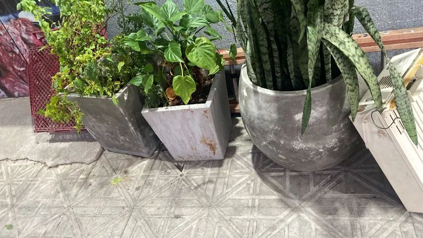VASOS GRANDES COM PLANTAS VARIADAS