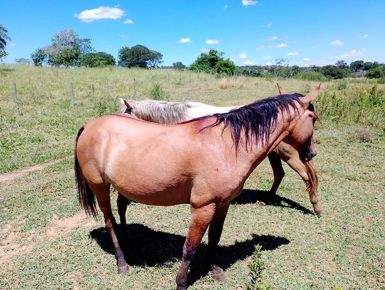 Linda égua com 6 anos, prenha de mangalarga com previsão de parir em novembro/25.