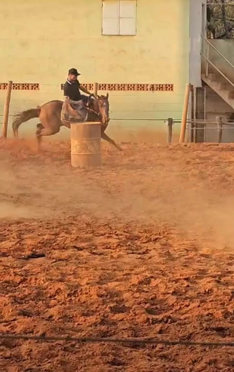 Égua quarto de milha pronta nos 3 tambores 