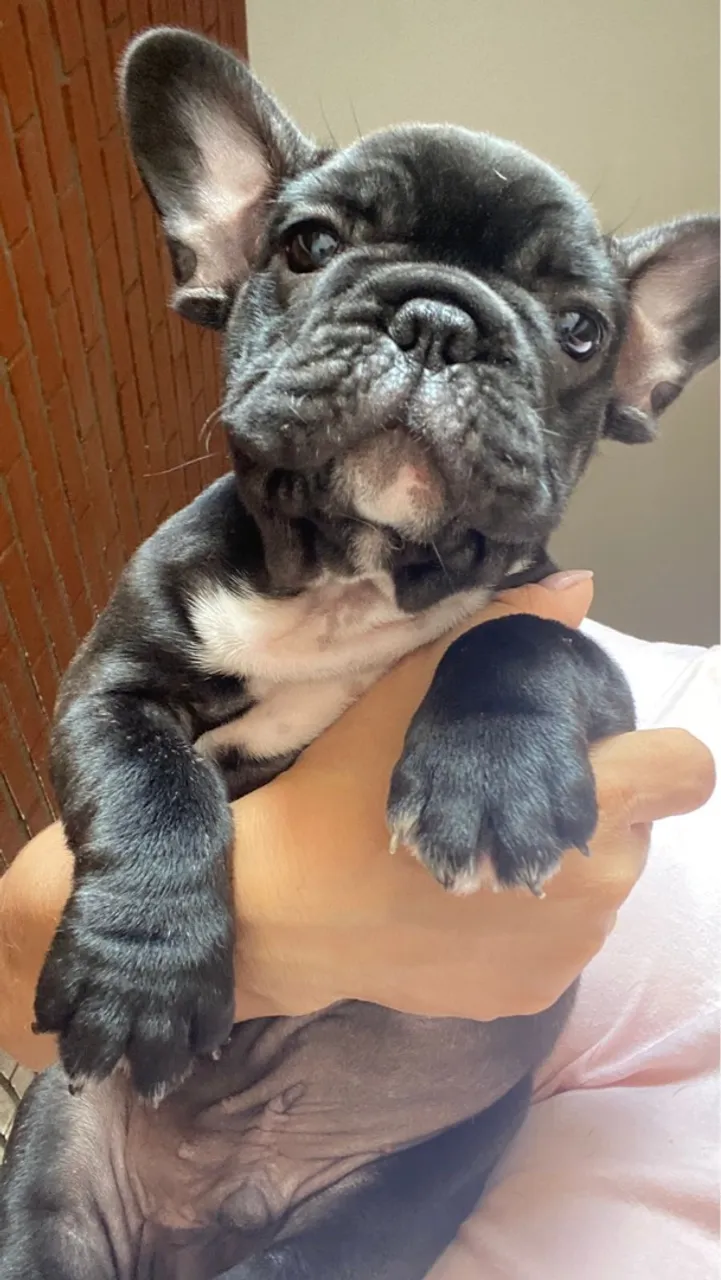 Filhote de Bulldog Francês black