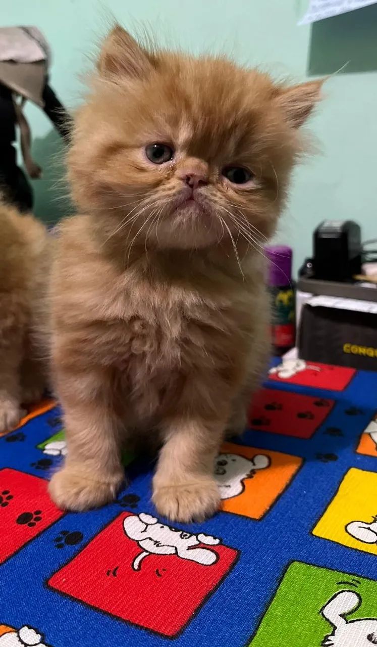 Gatinho Persa  - Foto 3