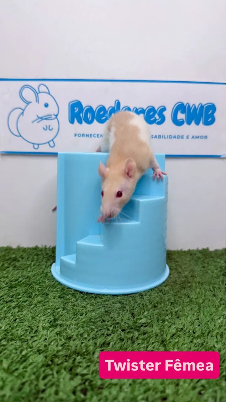 Twister/Mercol Filhotes (Roedores CWB) 