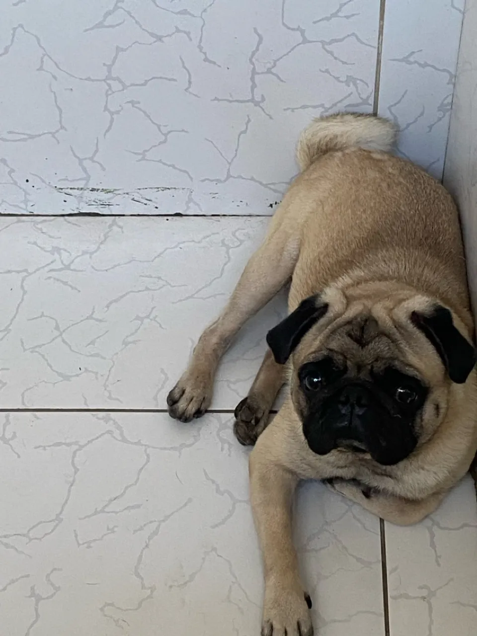 PUG MACHO A VENDA 