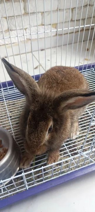 Vendo coelho da raça lion red