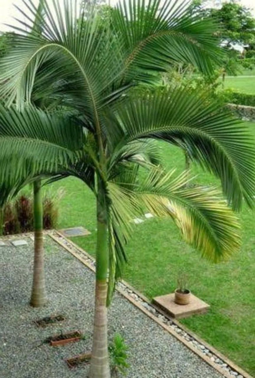 Muda de Palmeira real