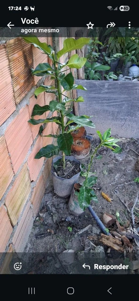 mudas de limão ? siciliano feito de alporquia  - Foto 3