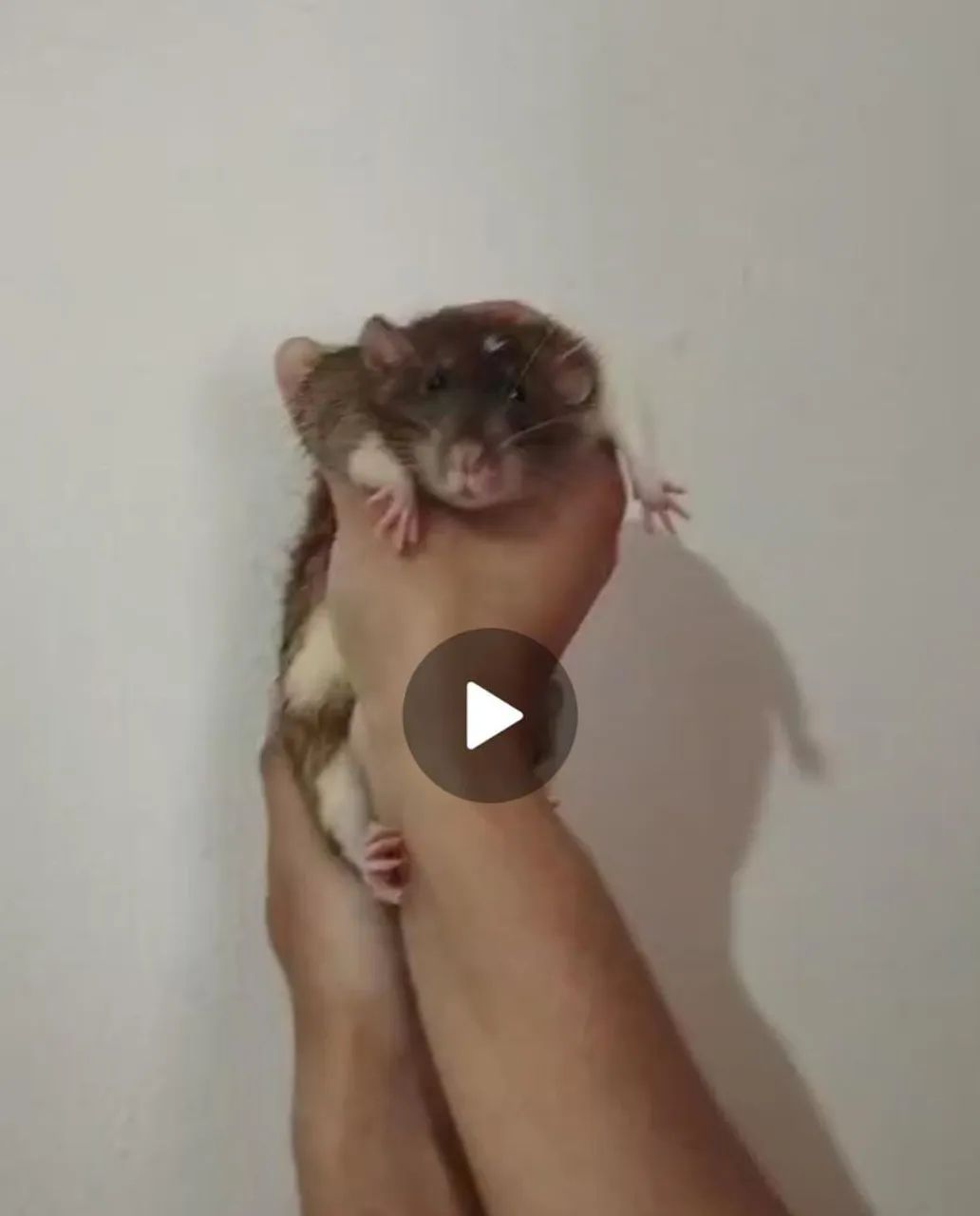 Rato Twister - Foto 3