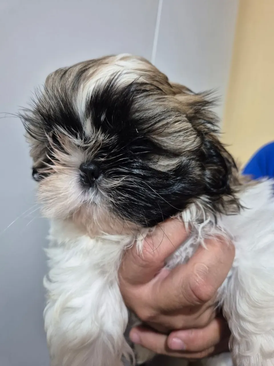 Shih Tzu filhote