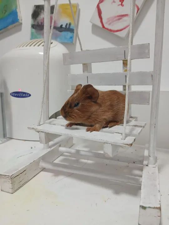 Porquinhos da Índia filhotes - Foto 2