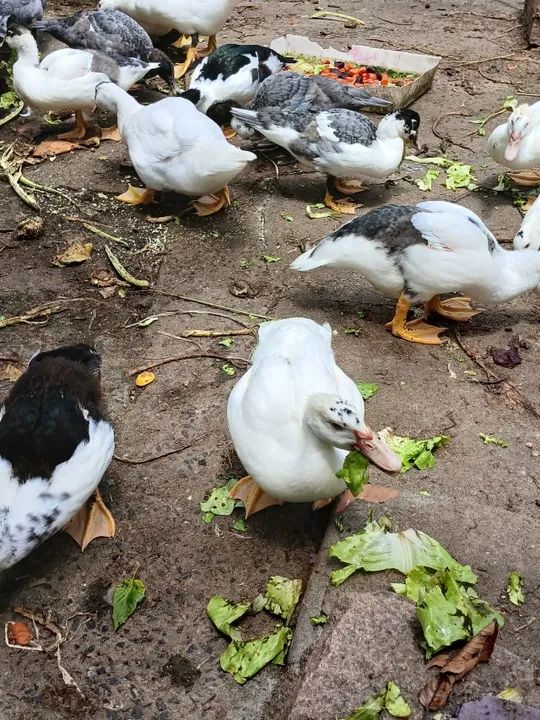 Vende-se patos - Foto 4