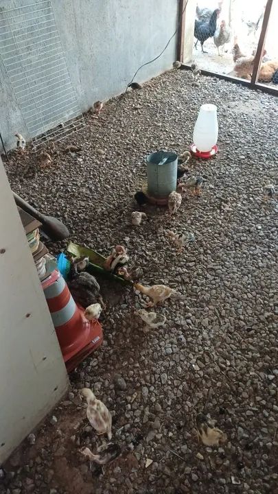 Pintos caipiras legítimo venda! - Foto 3