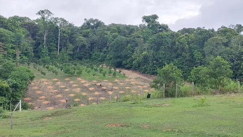 Vendo Sitio 50 ha (250 x 2000m) no Ramal ZF1 - Km 41 da BR-174