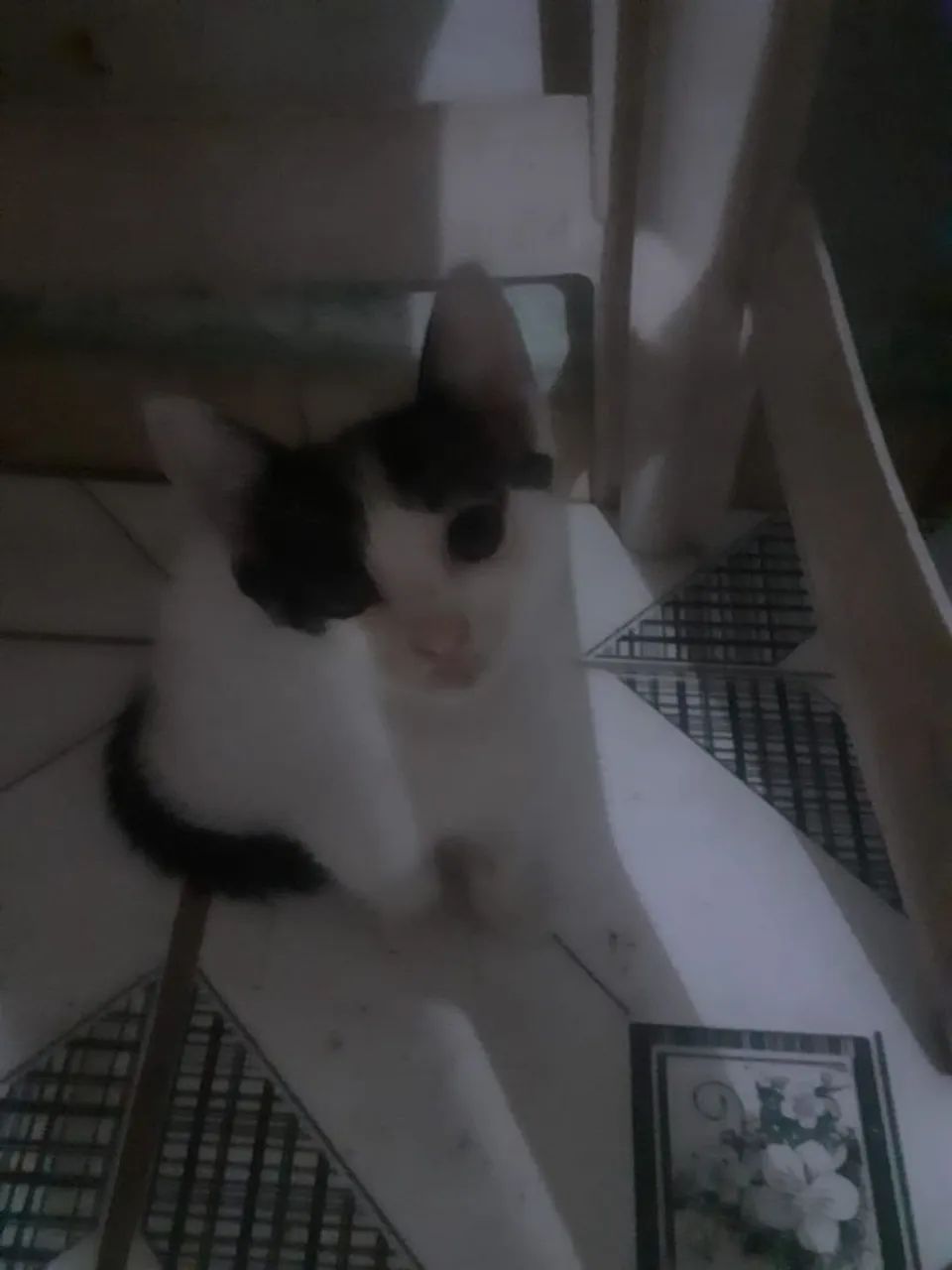 GatonildA para adoção.  40 dias de vida.  - Foto 2