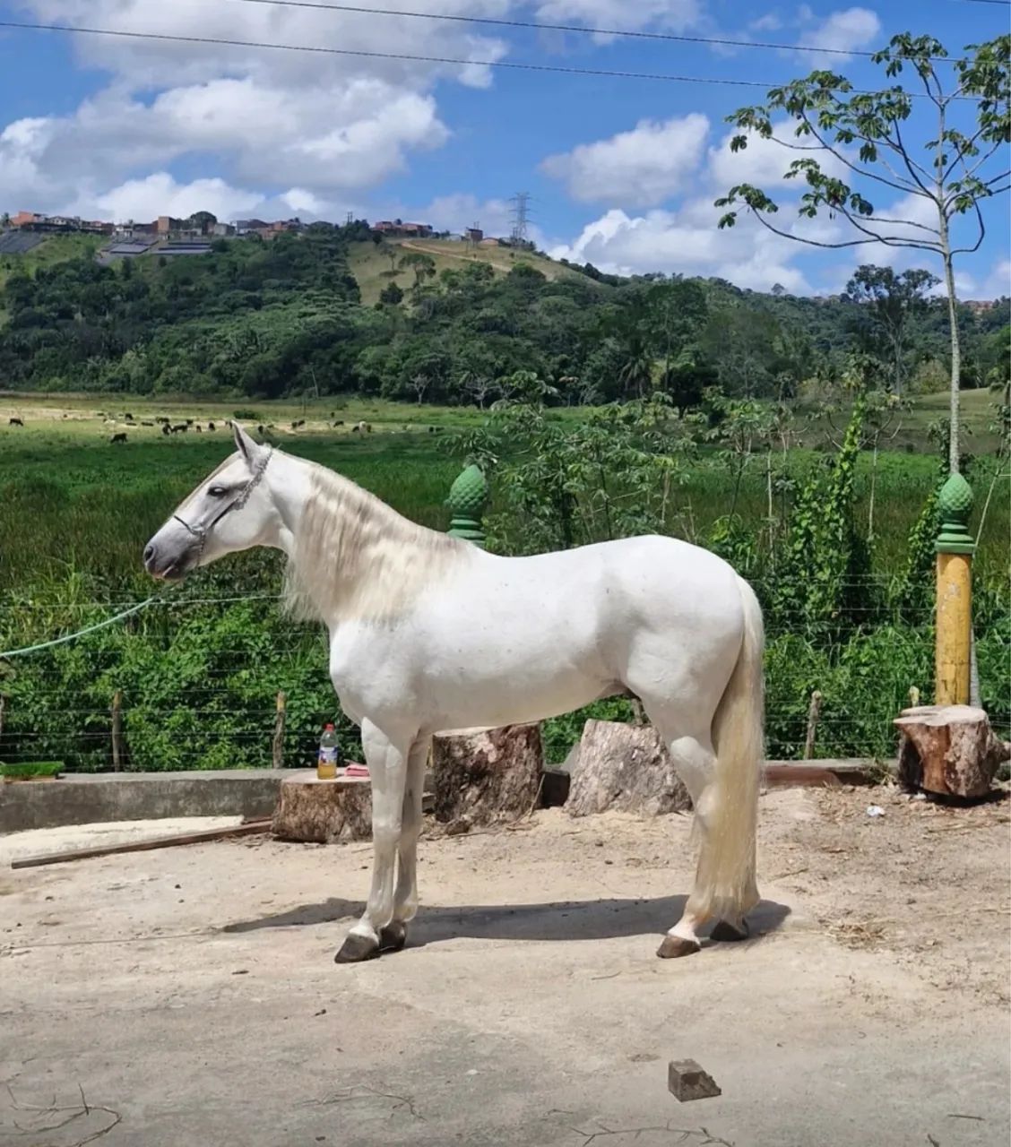 Égua mangalarga registrada  - Foto 5