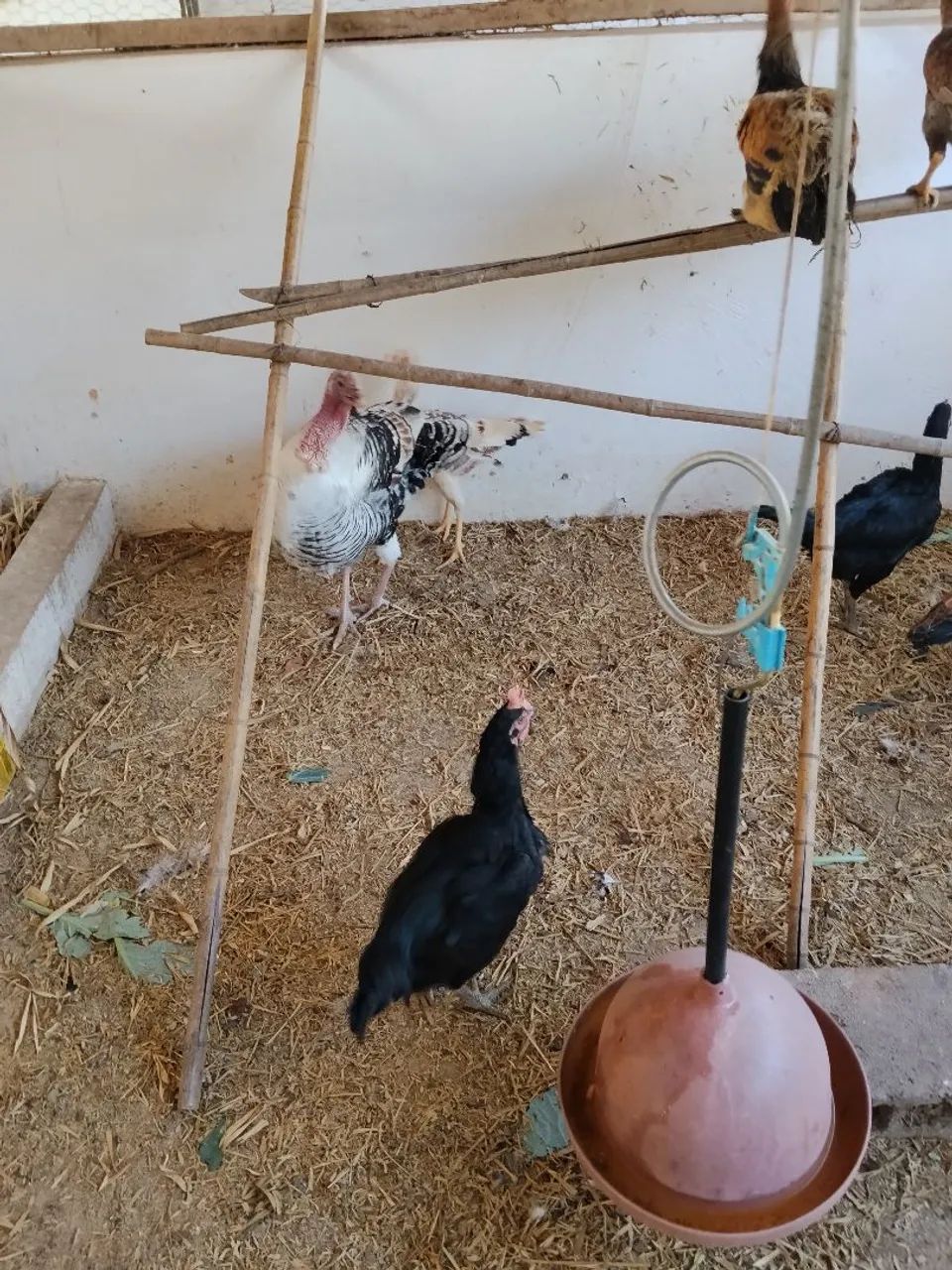 PERÚ E PERUA E PERUZINHOS  - Foto 5