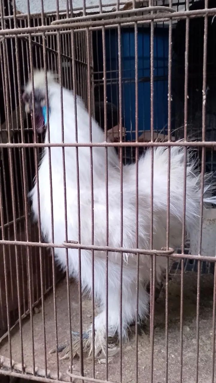 Galo
