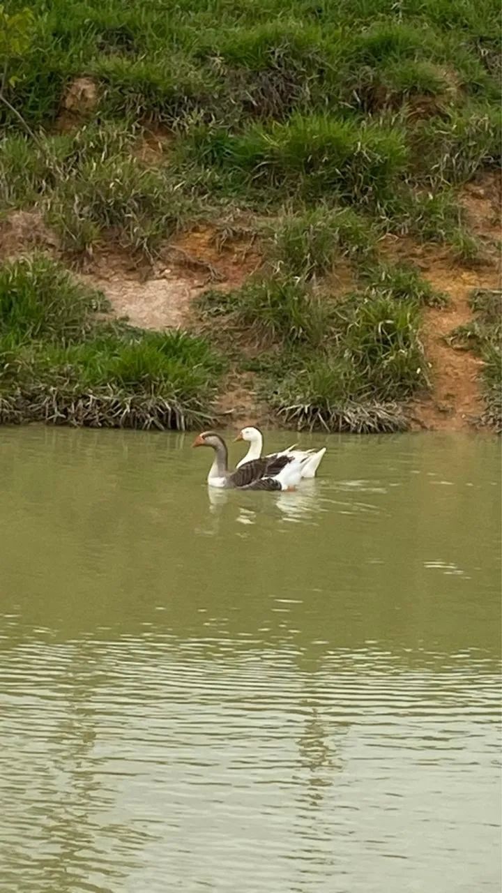 Casal de gansos