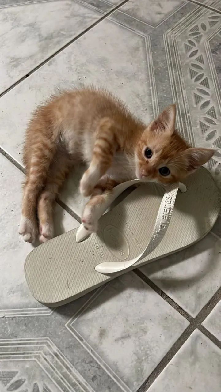 Doação de gatinho macho