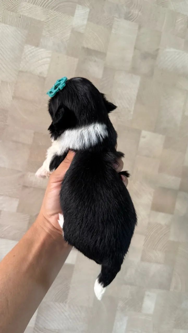 Shihtzu macho  - Foto 2