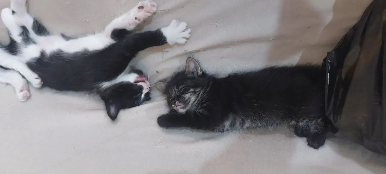 Gatas para adoção - Foto 5