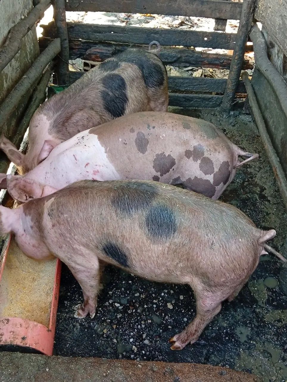 Bacurinho porco 