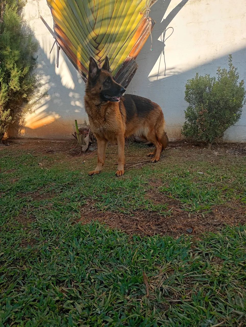 Pastor alemão  - Foto 4