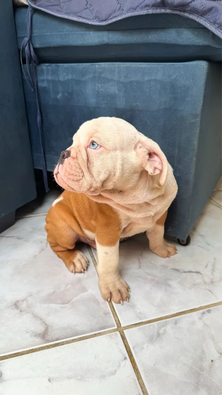 Filhotes de buldogue inglês 