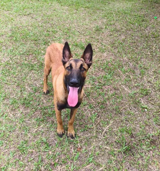 Pastor Belga Malinois