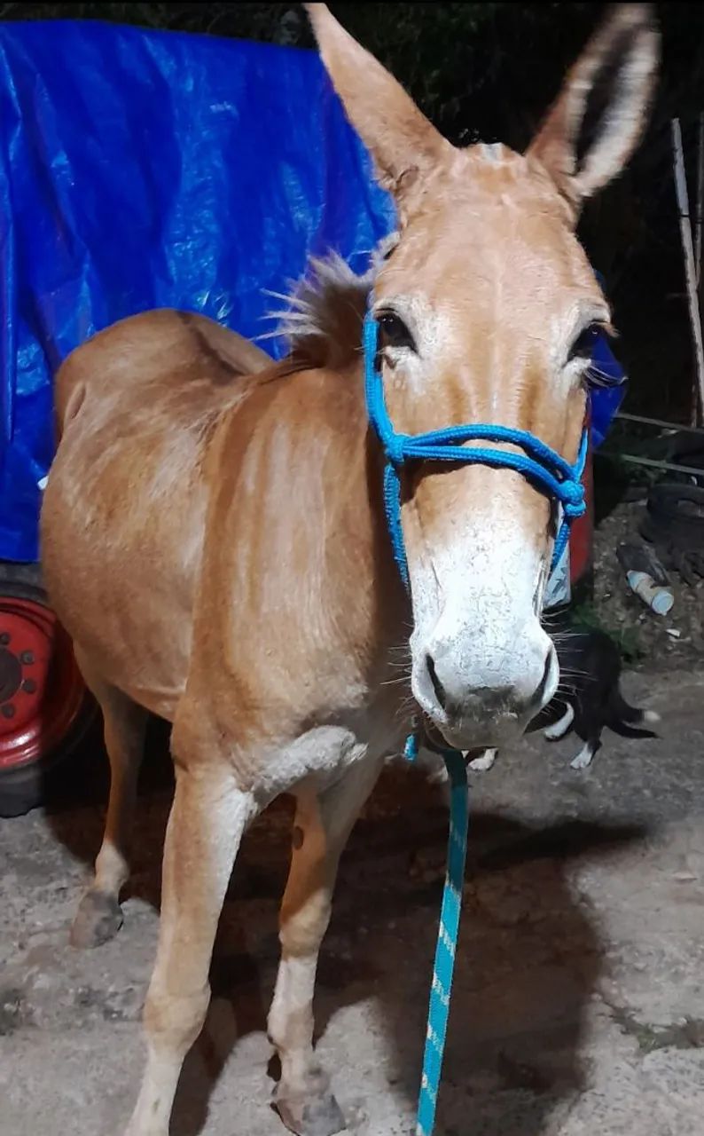 Cavalo e mula - Foto 2