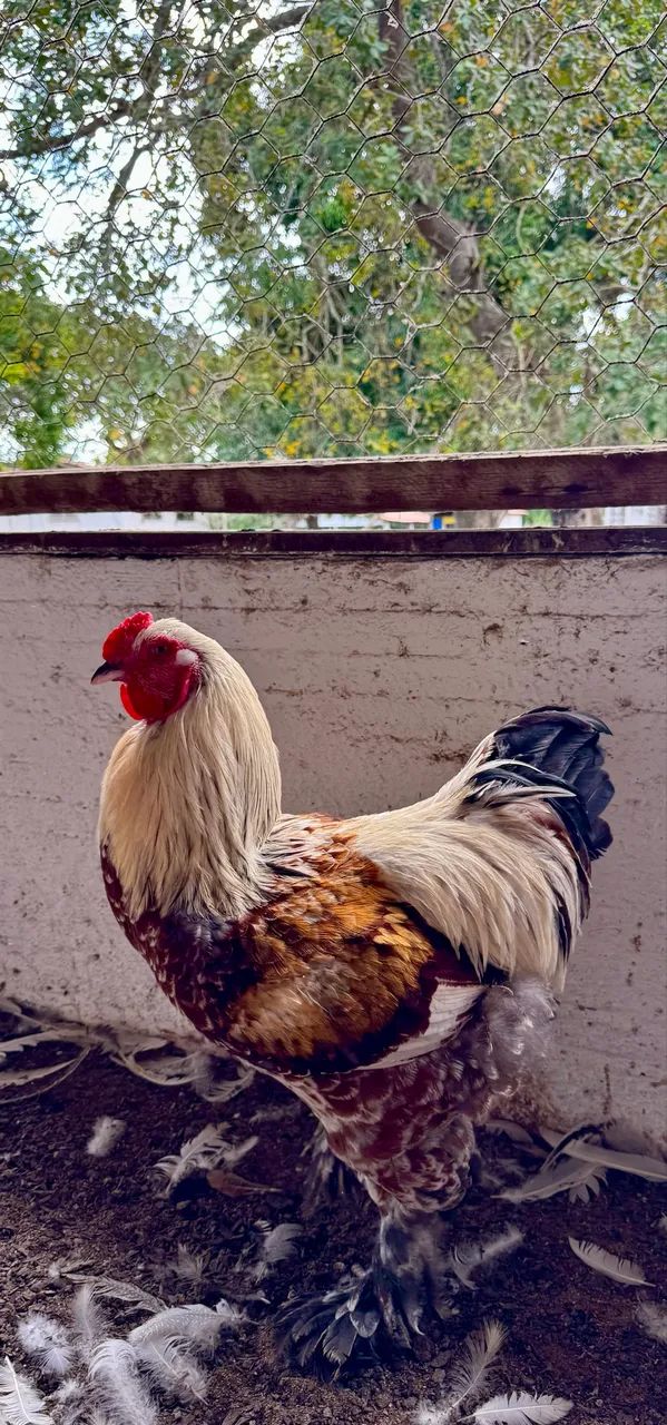 Galos Brahma - Foto 4